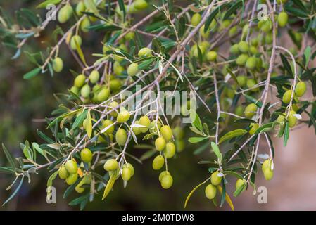 Francia, Gard, Beaucaire, Mas des Tourelles, ulivi Foto Stock