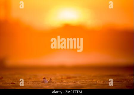 A Least Tern e il suo pulcino sulla spiaggia di Belmar con l'alba luminosa sullo sfondo Foto Stock