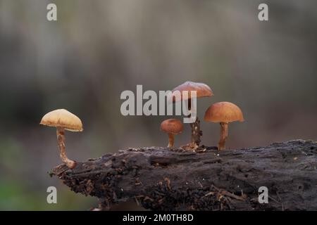 Fungo velenoso mortale Galerina marginata sul legno. Conosciuto come campana funeraria, cappello di tellano mortale, cappello di tellano autunnale o galerina mortale. Foto Stock