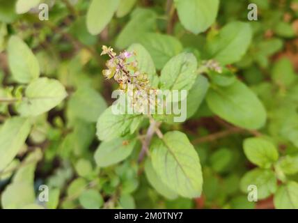 Nome comune: Basilico santo, tulsi, thulasi. Coltivato per scopi medicinali, olio essenziale, tè alle erbe e adorazione. Foto Stock