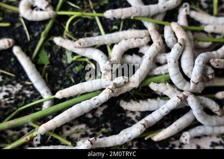 Il silkworm è la larva o bruco del domestico. È un insetto economicamente importante, essendo un produttore primario di seta. Foto Stock