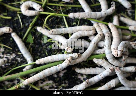 Il silkworm è la larva o bruco del domestico. È un insetto economicamente importante, essendo un produttore primario di seta. Foto Stock