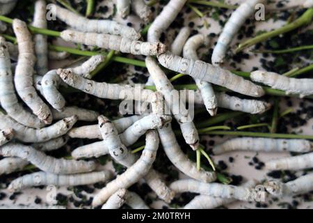 Il silkworm è la larva o bruco del domestico. È un insetto economicamente importante, essendo un produttore primario di seta. Foto Stock