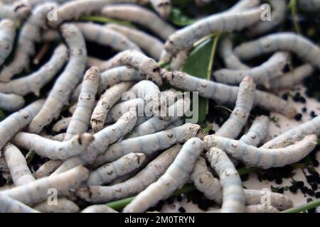 Il silkworm è la larva o bruco del domestico. È un insetto economicamente importante, essendo un produttore primario di seta. Foto Stock