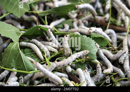 Il silkworm è la larva o bruco del domestico. È un insetto economicamente importante, essendo un produttore primario di seta. Foto Stock