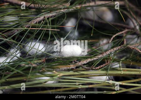 Il silkworm è la larva o bruco del domestico. È un insetto economicamente importante, essendo un produttore primario di seta. Foto Stock