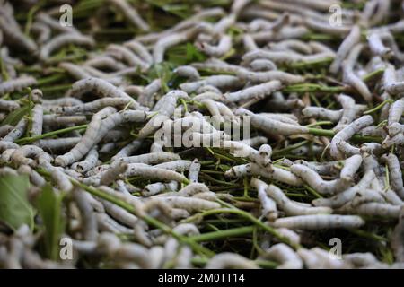 Il silkworm è la larva o bruco del domestico. È un insetto economicamente importante, essendo un produttore primario di seta. Foto Stock