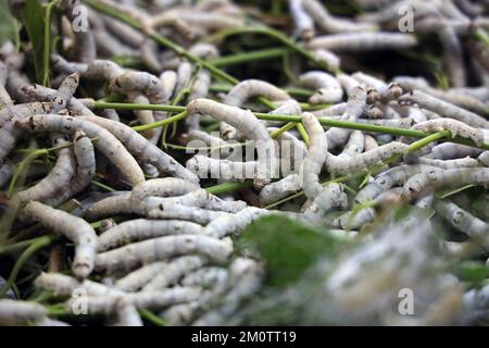 Il silkworm è la larva o bruco del domestico. È un insetto economicamente importante, essendo un produttore primario di seta. Foto Stock