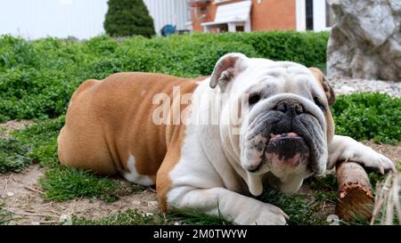 Il cane adulto inglese bulldog ha divertimento e gnaws un bastone all'aperto sull'erba. Il concetto di animali domestici, denti e salute del cane. Foto Stock