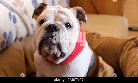 Un giovane bulldog inglese in un collare rosso siede su un lettino da cane a casa e guarda la macchina fotografica. Concetto PET Foto Stock
