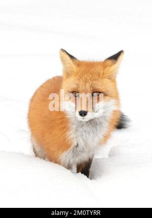 La volpe rossa isolata su sfondo bianco caccia attraverso la neve appena caduta in inverno in Algonquin Park, Canada Foto Stock