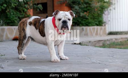 Un giovane bulldog inglese in un collare rosso cammina accanto alla casa nel cortile e guardando la macchina fotografica. Sulla strada. Concetto di animali domestici Foto Stock