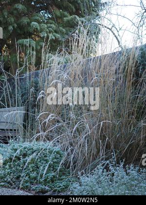 Gelo calamagrostis x acutiflora 'Karl Foerster' (erba di palude) in un giardino d'inverno in una giornata limpida Foto Stock