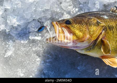 Pesca sul ghiaccio cattura piacevole, attività invernale, lago di acqua dolce buca di ghiaccio. Foto Stock