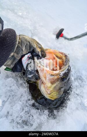 Pesca sul ghiaccio cattura piacevole, attività invernale, lago di acqua dolce buca di ghiaccio. Foto Stock