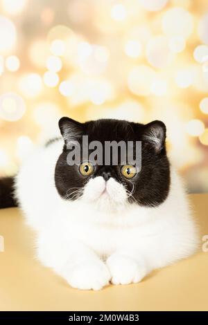 Un bel gatto shorthair esotico si trova sul colorato sfondo festivo dello studio. Colore nero con bianco Foto Stock