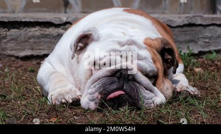 Divertente adulto inglese bulldog è riposante a terra in estate su un cortile. Dorme con la lingua fuori. Concetto PET Foto Stock