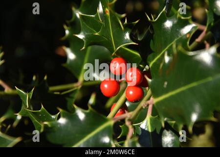 Albero agrifoglio con bacche al sole d'inverno Foto Stock
