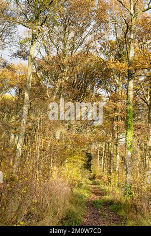 Terreno boschivo inglese nel mese di dicembre. Northamptonshire, Inghilterra Foto Stock