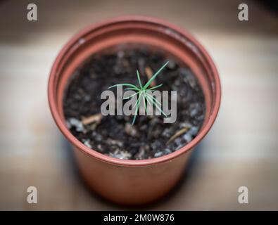 Piantina di sequoia albero in una pentola, crescente sequoiadendron giganteum albero dal seme, fuoco selettivo Foto Stock
