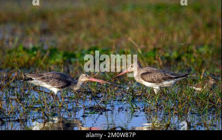 Coppia di Godwits dalla coda nera visto combattere al lago Chilka in Orrisa in paludi con riflessione in acqua Foto Stock