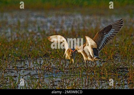 Coppia di Godwits dalla coda nera visto combattere al lago Chilka in Orrisa in paludi con riflessione in acqua Foto Stock