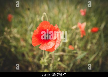 Papaveri di campo in grano Foto Stock