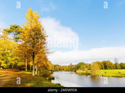 Alberi in autunno colore fogliame presso il lago a Winkworth Arboretum vicino Godalming, Surrey, sud-est dell'Inghilterra Foto Stock