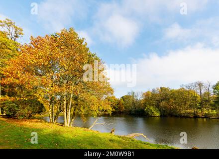 Alberi in autunno colore fogliame presso il lago a Winkworth Arboretum vicino Godalming, Surrey, sud-est dell'Inghilterra Foto Stock