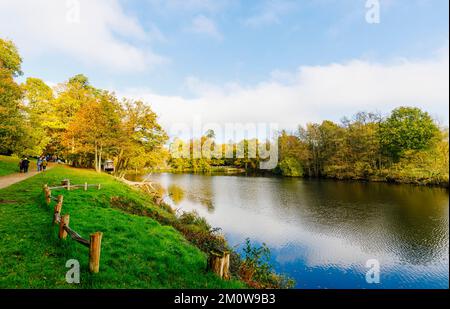 Alberi in autunno colore fogliame presso il lago a Winkworth Arboretum vicino Godalming, Surrey, sud-est dell'Inghilterra Foto Stock