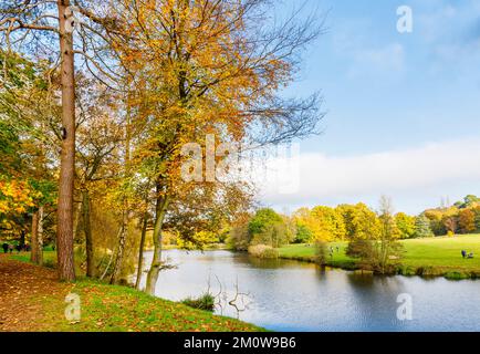 Alberi in autunno colore fogliame presso il lago a Winkworth Arboretum vicino Godalming, Surrey, sud-est dell'Inghilterra Foto Stock