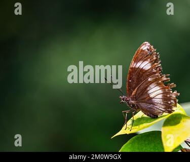 Un primo piano di una farfalla di melanzana di danaid seduta su una foglia. Foto Stock