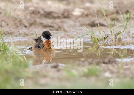 European stonechat Saxicola rubicola, bagno maschile adulto in piscina poco profonda, Salisbury Plain, Wiltshire, Regno Unito, novembre Foto Stock