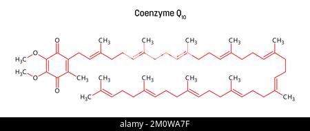 Struttura molecolare del coenzima Q10. Il coenzima Q10, ubichinone o CoQ10, è un composto organico simile a una vitamina importante per la salute cardiovascolare, cerebrale e dentale, la fertilità, la perromanza fisica. Formula strutturale vettoriale del composto chimico con legami rossi e etichette di atomi neri. Illustrazione Vettoriale