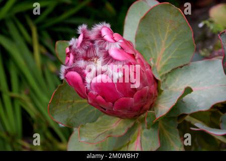 Singolo Red Sugarbush (Protea Grandiceps) Flowerhead dal Sudafrica cresciuto all'Eden Project, Cornovaglia, Inghilterra, Regno Unito. Foto Stock