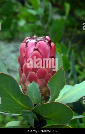 Singolo Red Sugarbush (Protea Grandiceps) Flowerhead dal Sudafrica cresciuto all'Eden Project, Cornovaglia, Inghilterra, Regno Unito. Foto Stock