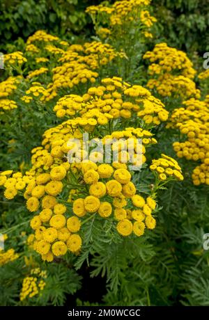 Primo piano di tanacetum vulgare asteraceae giallo tansy fiori flower flowering piante piante che crescono in un giardino confine in estate Inghilterra Regno Unito Gran Bretagna Foto Stock