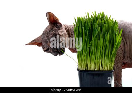 Il gatto della sfinge mangia avena verde brillante germogliata su uno sfondo isolato bianco. Il concetto di nutrizione sana a casa per animali domestici, mangimi animali, cliniche veterinarie. Vista frontale. Foto Stock