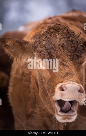 Primo piano di una divertente mucca bruna con bocca larga aperta, la lingua si stacca, in Germania Foto Stock