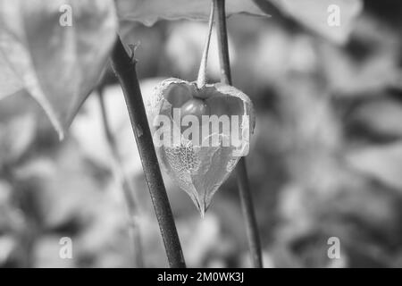 Physalis fotografato in bianco e nero, con la pelle aperta, vista del frutto all'interno. Frutta ricca di vitamine dal giardino. Cibo per lo snacking Foto Stock