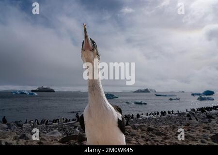 Shag antartico (Leucocarbo bransfieldensis), Isola di Paulet, Mare di Weddell, Antartide. Foto Stock