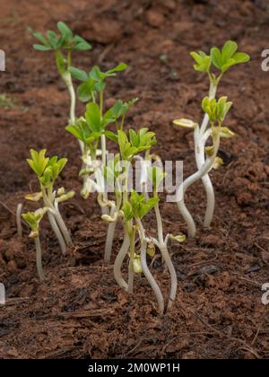Vista in primo piano di giovani arachidi freschi, aka arachis hypogaea germogli che crescono in campo dopo il raccolto Foto Stock