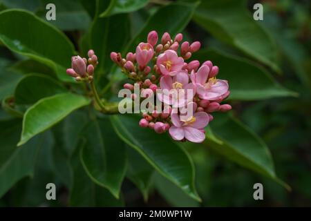 Vista in primo piano di un gruppo di fiori rosa e gemme di jatropha tropicale arbusto integerrima aka peregrina o jatropha piccante su sfondo verde foglie Foto Stock