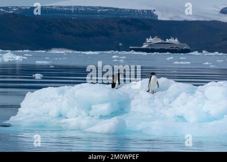 Pinguini delie (Pygoscelis adeliae) su iceberg, Croft Bay, James Ross Island, Weddell Sea, Antartide. Foto Stock