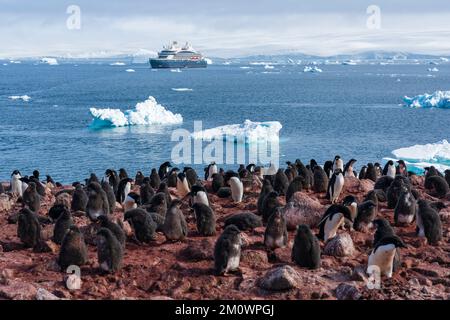 Nave da crociera le Commandant Charchot ancorata di fronte alla colonia di pinguini delie (Pygoscelis adeliae), Isola di Paulet, Mare di Weddell, Antartide Foto Stock