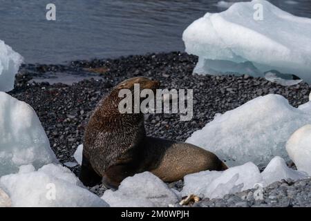 Foca antartica (Arctocephalus gazella) su una spiaggia, Brown Bluff, Penisola Tabarin, Mare Weddell, Antartide. Foto Stock