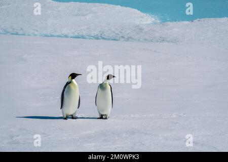 Pinguino Imperatore (Aptenodytes forti) Coppia su ghiaccio marino, Larsen B Ice Shelf, Weddell Sea, Antartide. Foto Stock