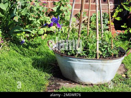 Piselli dolci (Lathyrus odoratus) che vengono coltivati in una vasca su bastoni in un giardino. Foto Stock