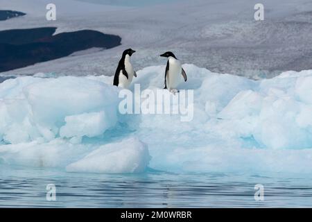 Pinguini delie (Pygoscelis adeliae) su iceberg, Croft Bay, James Ross Island, Weddell Sea, Antartide. Foto Stock