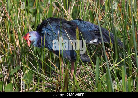 Wakodahatchee Wetlands Florida USA con testa grigia Foto Stock